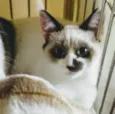 Lindy