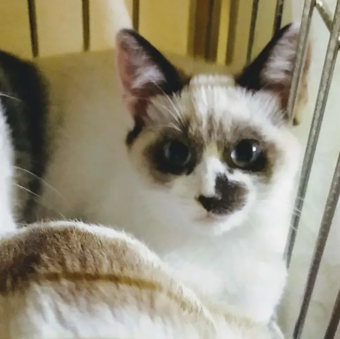 Gato ra a SRD idade 2 a 6 meses nome Lindy