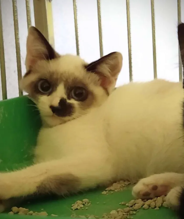 Gato ra a SRD idade 2 a 6 meses nome Lindy