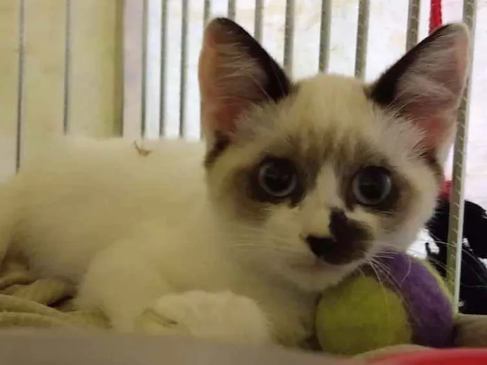 Gato ra a SRD idade 2 a 6 meses nome Lindy
