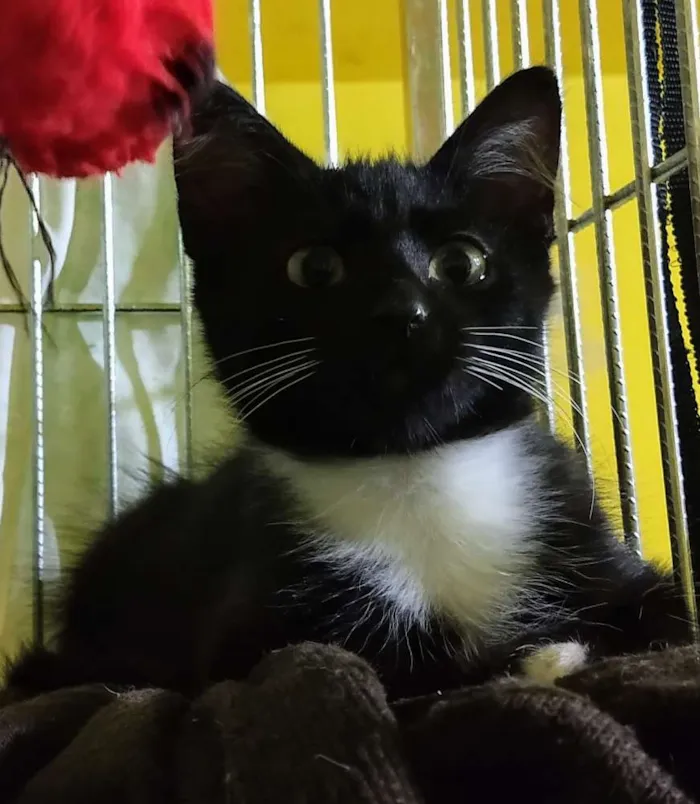 Gato ra a SRD idade 2 a 6 meses nome Lord