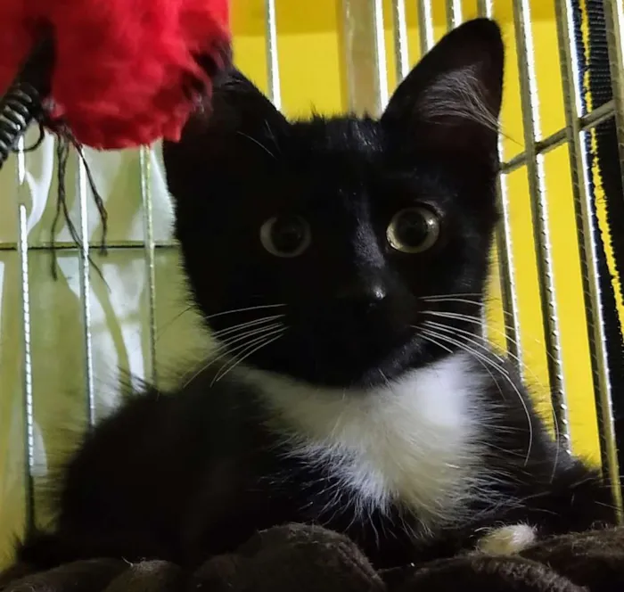 Gato ra a SRD idade 2 a 6 meses nome Lord