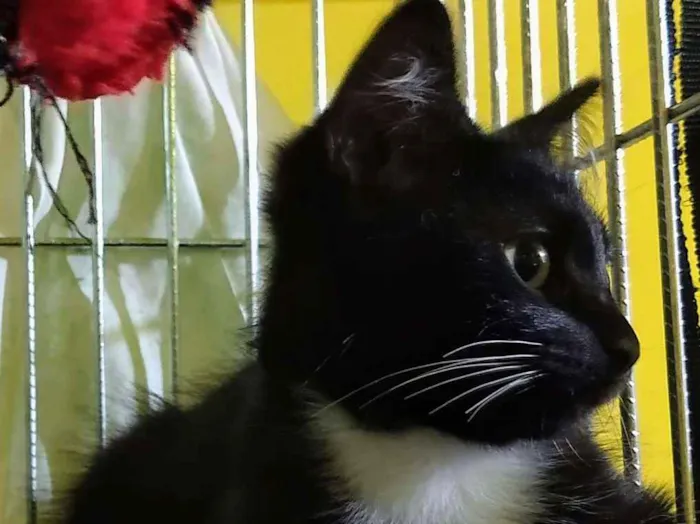 Gato ra a SRD idade 2 a 6 meses nome Lord