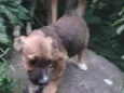 Cachorro raça SRD idade 2 a 6 meses nome Barrica