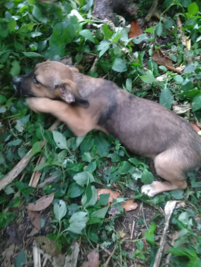 Cachorro raça SRD idade 2 a 6 meses nome Barrica
