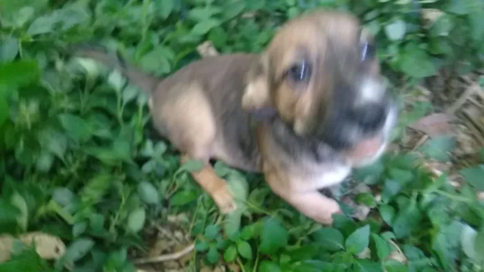 Cachorro raça SRD idade 2 a 6 meses nome Barrica