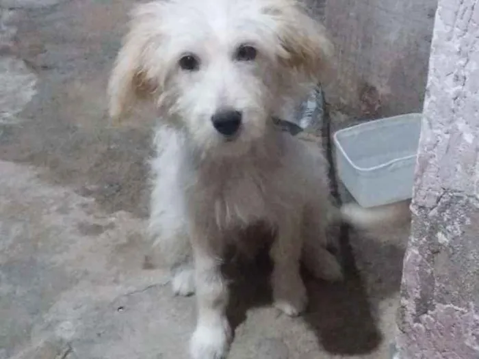 Cachorro ra a Vira lata idade 2 a 6 meses nome Billy 