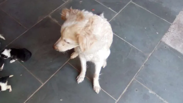 Cachorro ra a SRD idade 6 ou mais anos nome Cloe