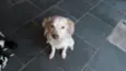 Cloe