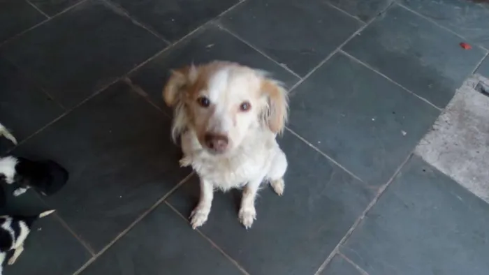 Cachorro ra a SRD idade 6 ou mais anos nome Cloe