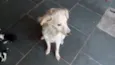 Cloe
