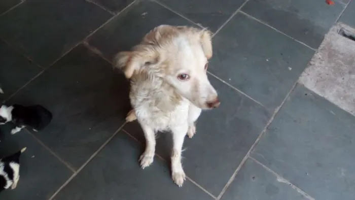 Cachorro ra a SRD idade 6 ou mais anos nome Cloe