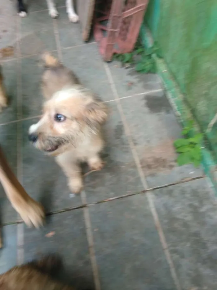 Cachorro ra a SRD idade 2 a 6 meses nome Gremelin