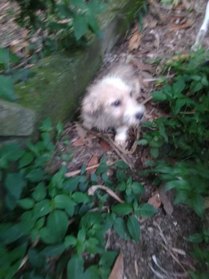 Cachorro ra a SRD idade 2 a 6 meses nome Gremelin