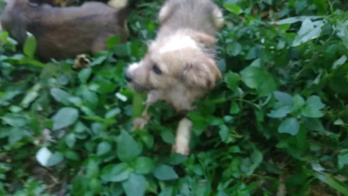 Cachorro ra a SRD idade 2 a 6 meses nome Gremelin