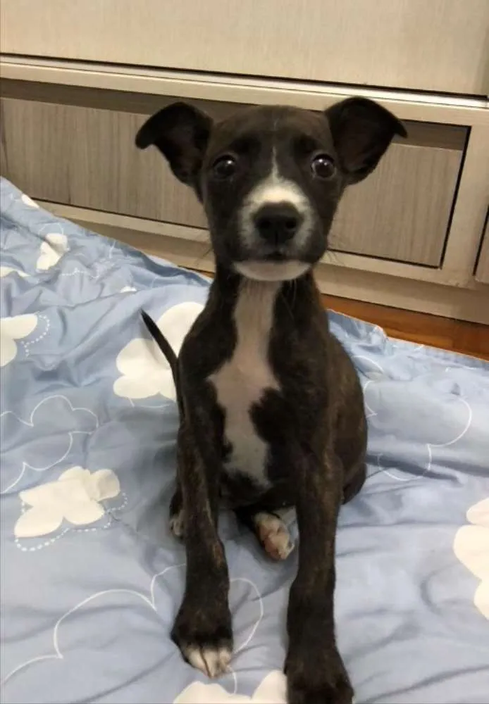 Cachorro ra a SRD idade 7 a 11 meses nome Antônio Gabriel