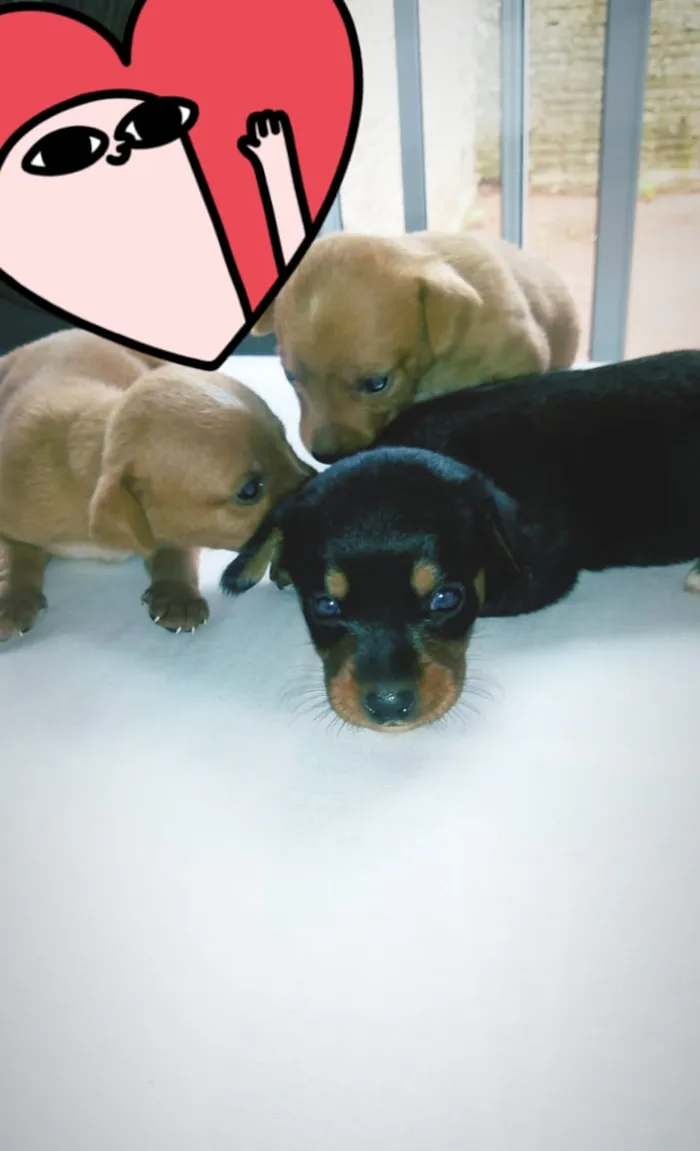 Cachorro raça SRD idade Abaixo de 2 meses nome bebezinhos