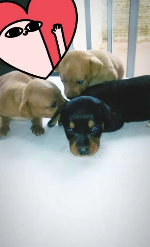 Cachorro raça SRD idade Abaixo de 2 meses nome bebezinhos