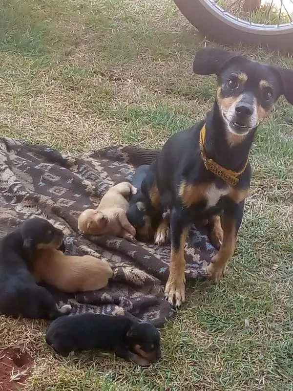 Cachorro raça SRD idade Abaixo de 2 meses nome bebezinhos