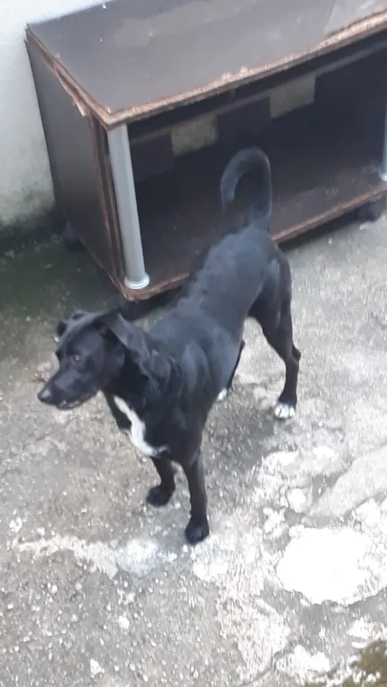 Cachorro ra a Não definida idade 2 anos nome Spock