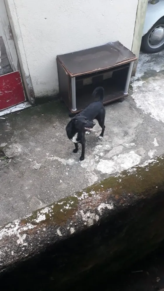 Cachorro ra a Não definida idade 2 anos nome Spock