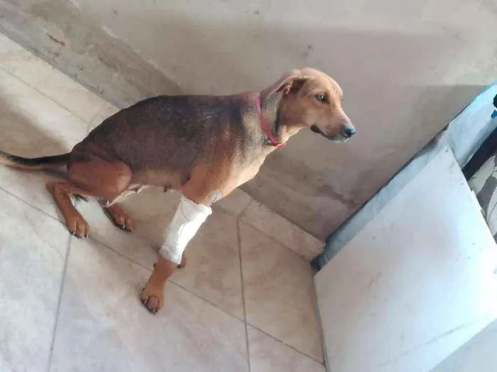 Cachorro ra a SRD idade 4 anos nome Maria Antonieta