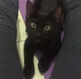 Lorenzo