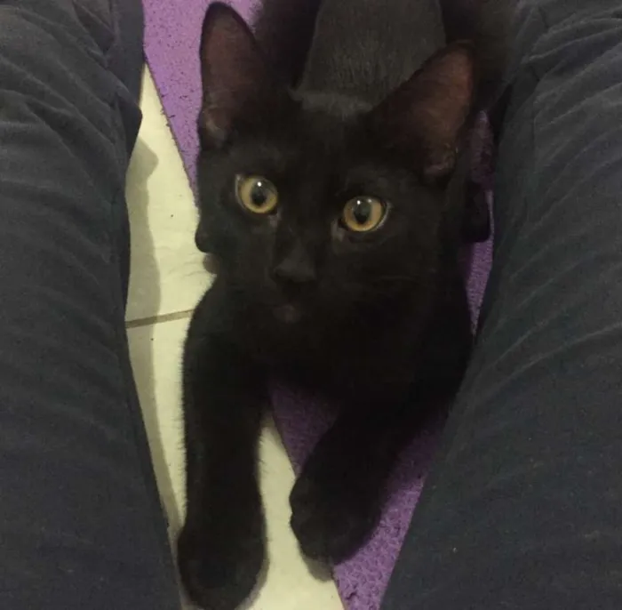 Gato ra a SRD idade 2 a 6 meses nome Lorenzo
