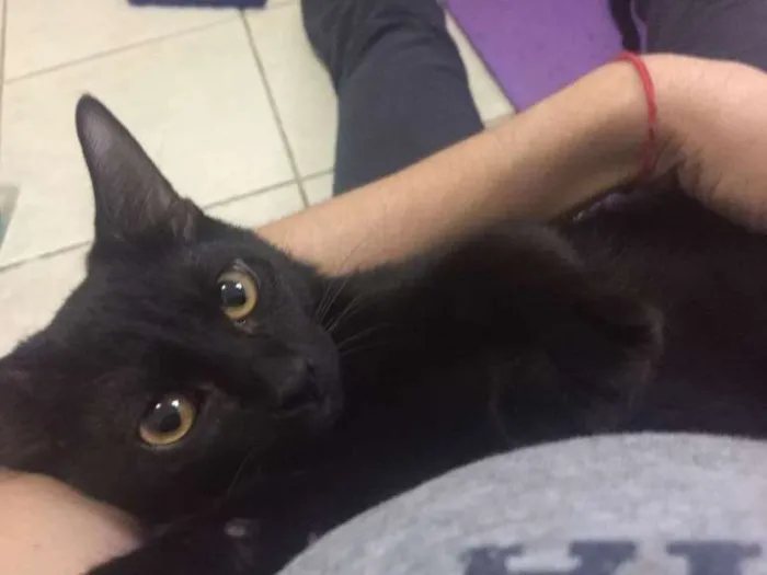Gato ra a SRD idade 2 a 6 meses nome Lucca