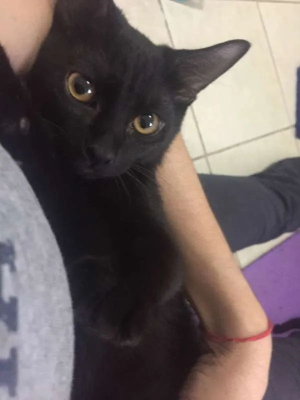 Gato ra a SRD idade 2 a 6 meses nome Lucca