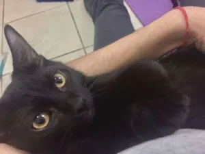 Gato raça SRD idade 2 a 6 meses nome Lucca