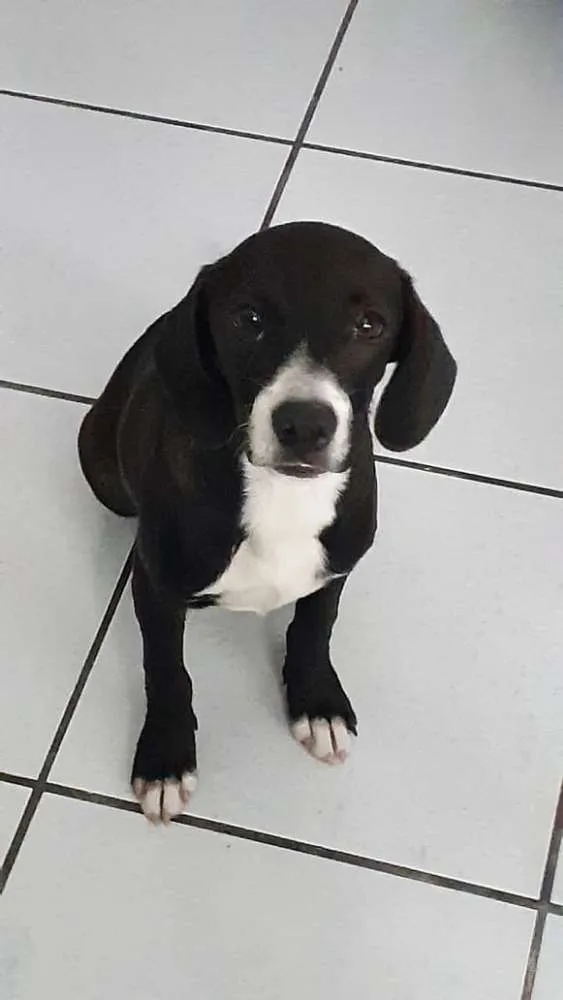Cachorro ra a Não definida idade 2 a 6 meses nome Esperança