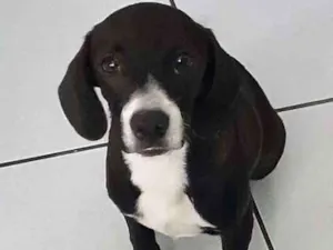 Cachorro raça Não definida idade 2 a 6 meses nome Esperança