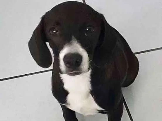 Cachorro ra a Não definida idade 2 a 6 meses nome Esperança