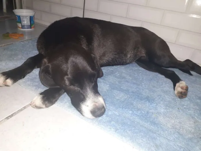 Cachorro ra a Não definida idade 2 a 6 meses nome Esperança