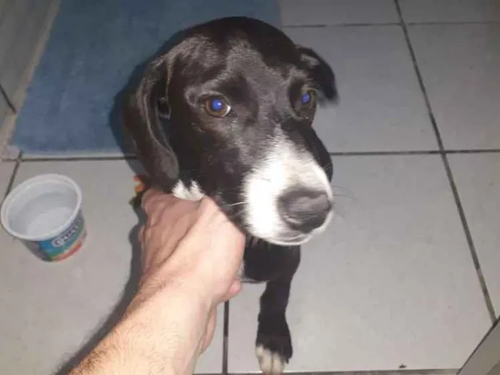 Cachorro ra a Não definida idade 2 a 6 meses nome Esperança