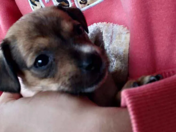 Cachorro ra a Raça não identificada idade 2 a 6 meses nome Maia