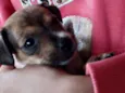 Maia