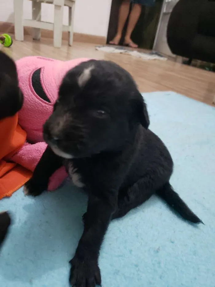 Cachorro ra a Vira lata idade Abaixo de 2 meses nome Filhotinho