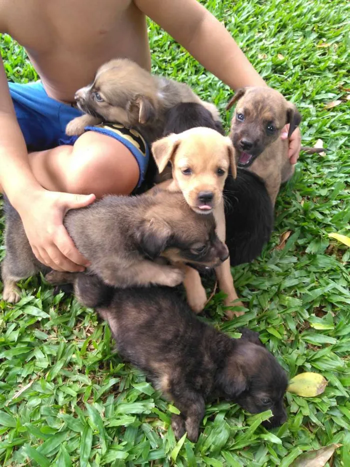 Cachorro ra a Vira lata  idade Abaixo de 2 meses nome Vira lata