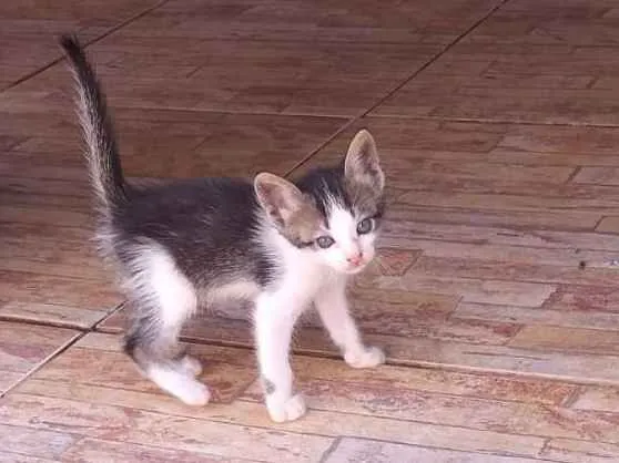 Gato raça  idade Abaixo de 2 meses nome Sem nome
