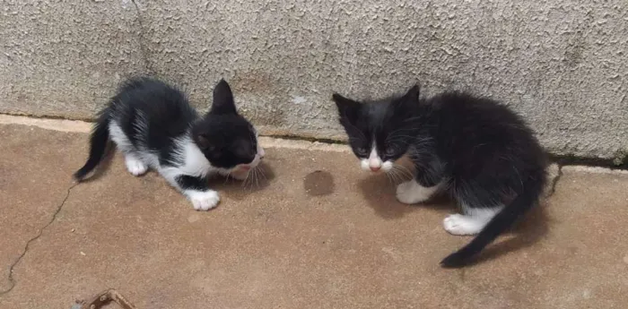 Gato raça  idade Abaixo de 2 meses nome Sem nome