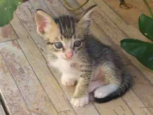Gato raça  idade Abaixo de 2 meses nome Sem nome