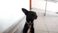 Rex