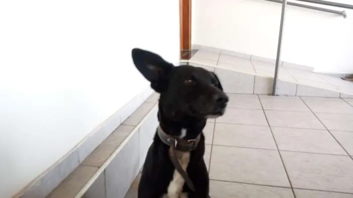 Cachorro ra a ND idade 3 anos nome Rex