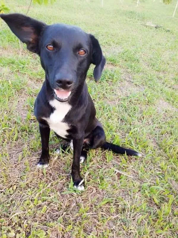 Cachorro ra a ND idade 3 anos nome Rex