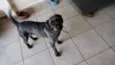 Negão