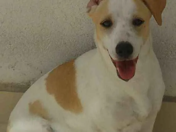 Cachorro ra a Vira lata idade 7 a 11 meses nome Branquinha