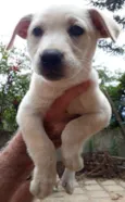 Lila