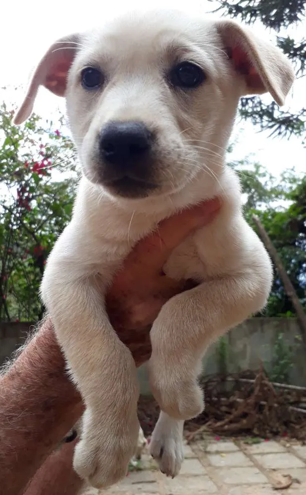 Cachorro ra a SRD idade Abaixo de 2 meses nome Lila